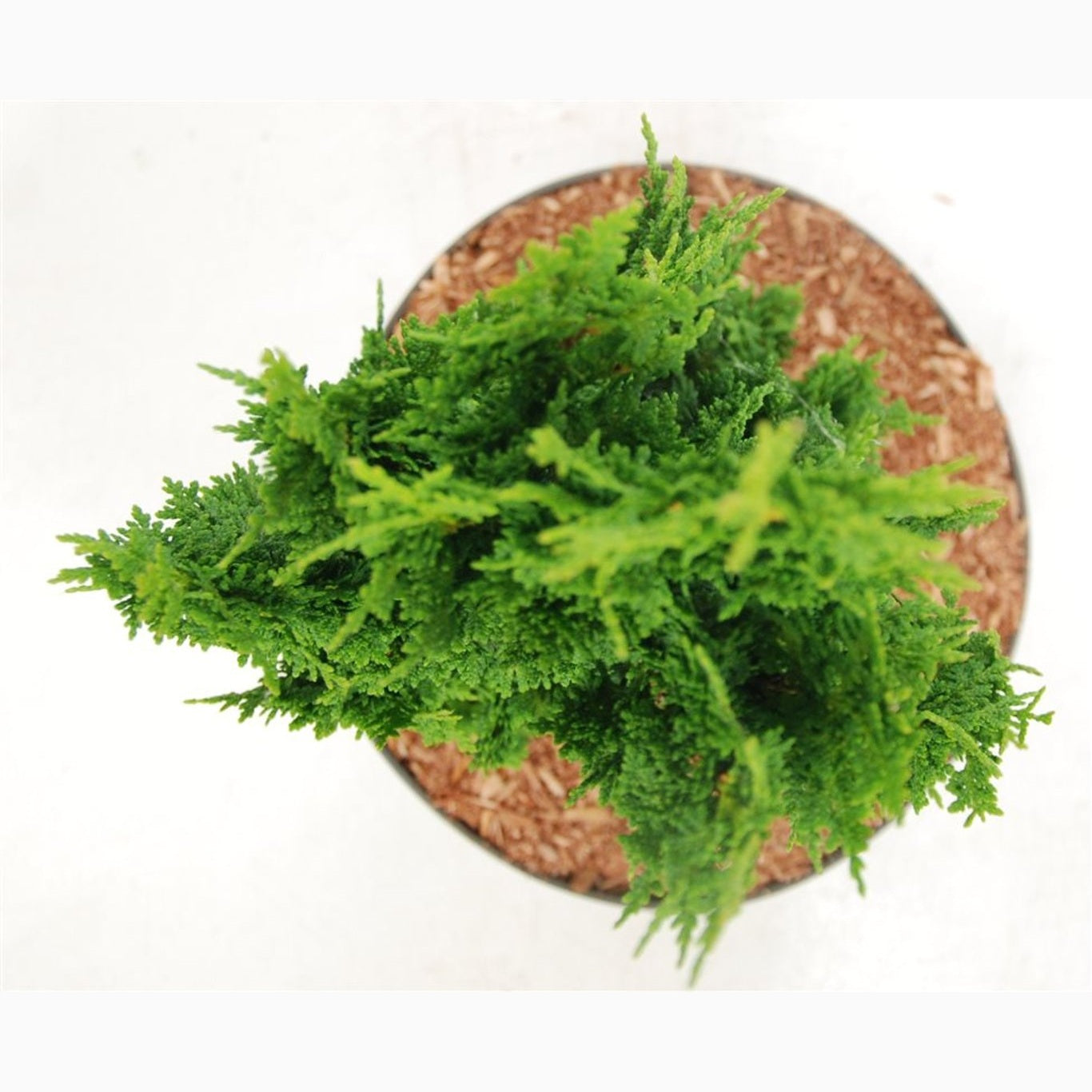 Thuja – Thuja occidentalis 'Zmatlik' - C7.5 40-50 CM